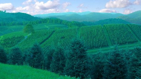 Cartner Fraser Fir Tree Farm, Wholesale & Choose and Cut located in Newland, NC